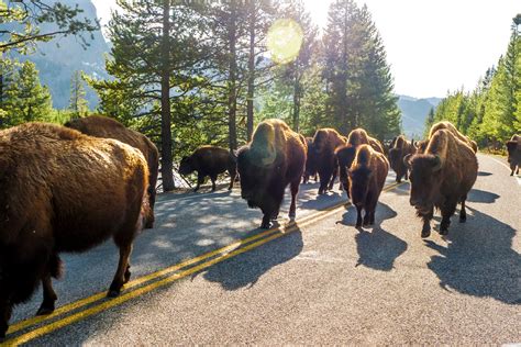 yellowstone national park tours from cody